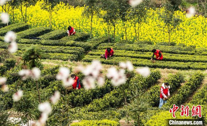 秭歸茶農(nóng)在茶園采茶 向紅梅 攝