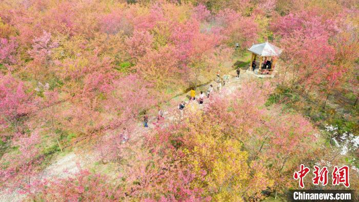 航拍安徽省長豐縣義井鄉(xiāng)櫻花園，30多萬株櫻花次第開放，游客在櫻花園中賞景。　高博 攝